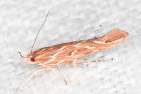 Pyroderces argyrogrammos
