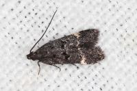 Dichomeris alacella