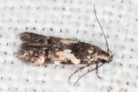 Teleiodes luculella