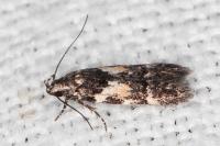 Teleiodes luculella