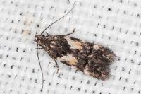 Teleiodes luculella
