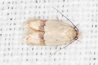 Odites kollarella