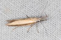 Pleurota aristella
