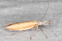 Pleurota aristella