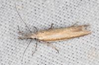 Pleurota aristella