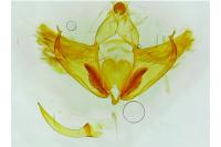 Depressaria douglasella
