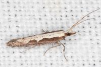 Plutella xylostella