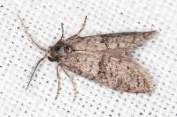 Penestoglossa dardoinella