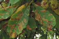 Cameraria ohridella