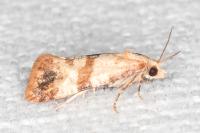 Phalonidia contractana