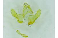 Eurodachtha pallicornella
