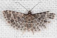 Alucita huebneri