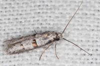 Symmocoides oxybiella