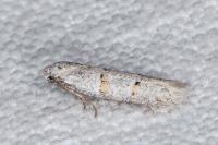 Symmocoides oxybiella