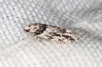 Recurvaria nanella