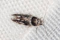 Recurvaria nanella