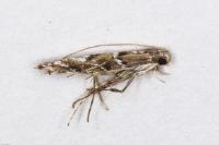 Acrocercops brongniardella