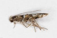 Acrocercops brongniardella