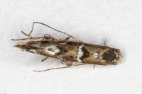 Acrocercops brongniardella