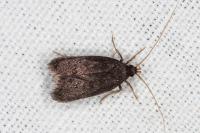 Homaloxestis briantiella