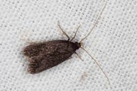 Homaloxestis briantiella