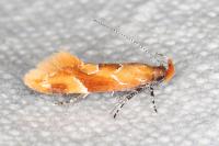 Epicallima formosella