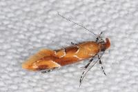 Epicallima formosella