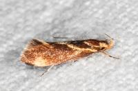 Metalampra