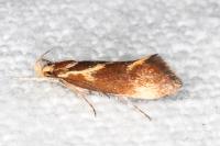 Metalampra
