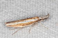 Pleurota aristella