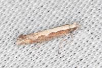 Plutella xylostella