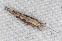 Plutella xylostella