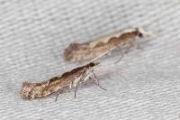 Plutella xylostella