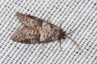 Penestoglossa dardoinella
