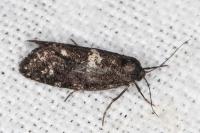 Penestoglossa gallica