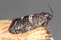 Penestoglossa gallica