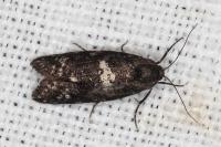 Penestoglossa gallica