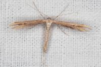 Emmelina monodactyla