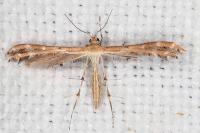 Oxyptilus