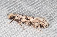 Nemapogon agenjoi