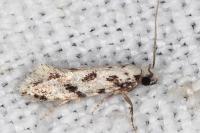 Nemapogon nevadellus