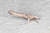 Paradoxus osyridellus