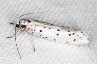 Yponomeuta