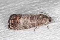 Cydia pomonella