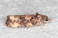 Endothenia gr. gentianaeana