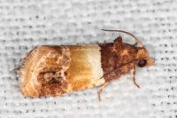 Epinotia festivana