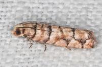 Pseudococcyx tessulatana