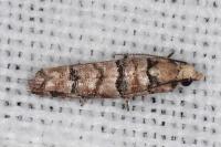 Pseudococcyx tessulatana
