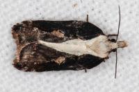 Acleris cristana
