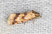 Aethes williana/margarotana